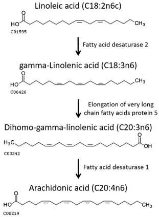 Figure 2. Linoleic acid metabolism yielding arachidonic acid (Hanna V.S. et al, 2018).